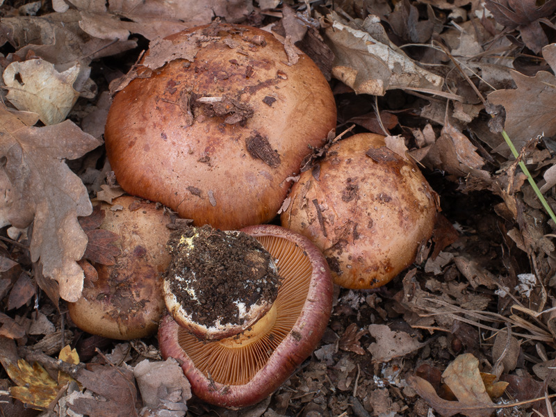 Cortinarius splendificus